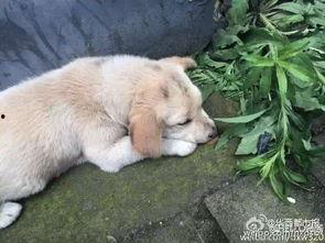 狗狗最新爆料视频下载大全,萌宠瞬间，笑料横生