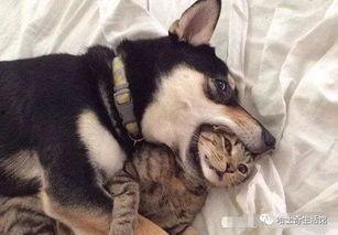 狗狗最新爆料视频大全下载,萌宠瞬间，笑料横生！